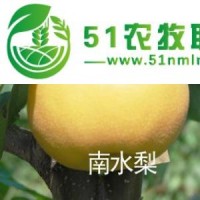 秋月梨苗，包金梨苗，油桃苗，甜柿苗，石榴苗，山楂苗，維納斯黃金蘋果苗