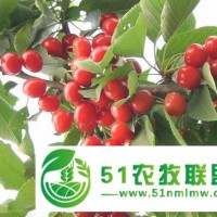 東北本地高產(chǎn)龍珠大櫻桃批發(fā)銷售 黑龍江大櫻桃哪家較好
