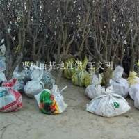 基地棗樹(shù)苗 批發(fā)冬棗棗樹(shù)苗 小棗樹(shù)苗