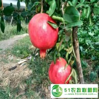 各個季節(jié)石榴樹苗的生長狀態(tài)和護(hù)理