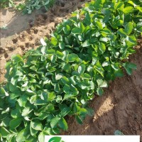 產(chǎn)地**各種**草莓苗草莓秧子包成活九九綠化