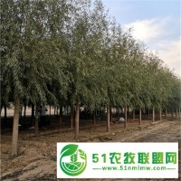 世澤園林青皮柳,貴陽18公分旱柳