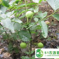 山東大量供應(yīng)果樹苗 核桃苗 香玲核桃苗 個大飽滿核桃苗