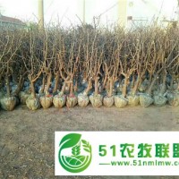 山東果樹(shù)基地金絲小棗樹(shù)苗農(nóng)戶(hù)供應(yīng)規(guī)格齊全