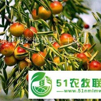 樂(lè)陵金絲棗樹(shù)苗冬棗苗占地棗樹(shù)苗工程苗包成活后期教技術(shù)