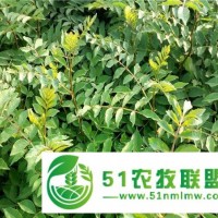 一年期花椒樹苗木的種栽技術