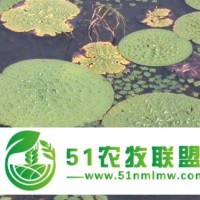 芡實(shí)和蓮子有什么區(qū)別