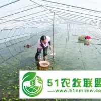 蔬菜種植大棚、華翔養(yǎng)殖設(shè)備質(zhì)量好 在線咨詢 、大棚