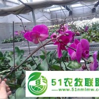 可移動溫室大棚苗床網(wǎng)