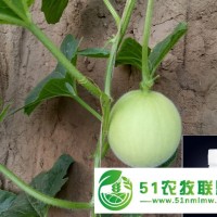 大棚黃瓜施肥要施哪種肥，來(lái)卡希諾看一下吧