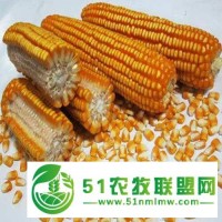 鄒平縣玉米種子_鄒平縣九戶鎮(zhèn)學(xué)水種業(yè)門市部