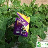 魔粒根1000g 微生物顆粒菌劑