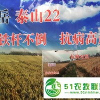 東岳泰山22鐵桿不倒抗病高產(chǎn)