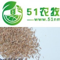 改良果園土壤、鼠茅草種子—