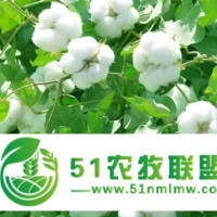 EM菌液在棉花上種植應(yīng)用