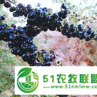 供蘭州黑枸杞和甘肅黑果枸杞價(jià)格