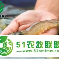 偉民富山淡水養(yǎng)殖南美白對(duì)蝦常見的幾個(gè)養(yǎng)殖問題
