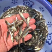 鮰魚苗，江團魚苗，斑點叉尾魚苗