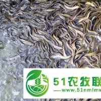 泥鰍苗，青鰍苗1號，商品泥鰍