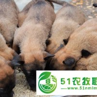 江西共青城市銷售肉狗養(yǎng)殖場(chǎng)市場(chǎng), 肉狗養(yǎng)殖廠家