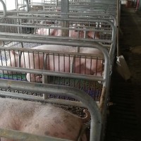 金鄉(xiāng)縣胡集鎮(zhèn)豬科學(xué)養(yǎng)殖