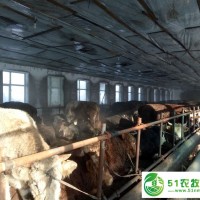 富?？h*肉牛養(yǎng)殖