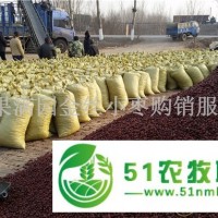 廠家批發(fā)養(yǎng)殖飼料棗牛羊食用適口性好價格低