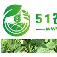 供應(yīng)中國(guó)牧草網(wǎng)、山東牧草種子、牧草養(yǎng)殖、怎么種牧草種子、多年生牧草品種