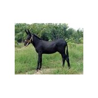 長安區(qū)有賣驢的周至縣什么地方有賣驢高陵縣有沒有賣小毛驢驢崽的養(yǎng)驢場西安市本地有肉驢養(yǎng)殖場