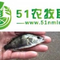 湖南桂花魚(yú)苗養(yǎng)殖基地，桂花魚(yú)苗批發(fā)