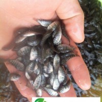 廣西賀州供應(yīng)羅非魚苗，羅非魚苗批發(fā)，羅非魚苗價(jià)格