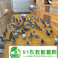 河北聯(lián)實(shí) 玻璃鋼漏糞板 養(yǎng)殖格柵 ****供應(yīng)