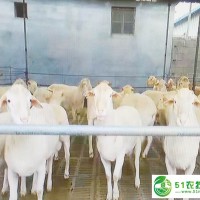 養(yǎng)殖山羊 風險 利潤