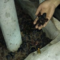 襄陽土元 1安康土元養(yǎng)殖技術