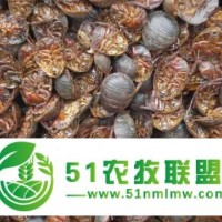 怎樣辨別真假土元養(yǎng)殖公司