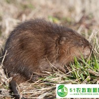 2020射香鼠養(yǎng)殖技術(shù)*培訓(xùn) 射香鼠種鼠 射香鼠射香