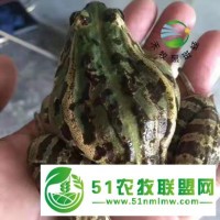 青蛙該怎么樣養(yǎng)殖？禾牧黑斑蛙來教你
