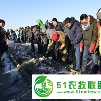查干湖魚胖頭魚價格一斤，查干湖胖頭魚團(tuán)購禮盒