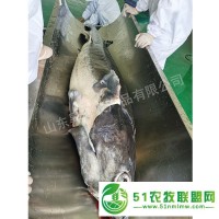 鱘魚(yú)肉價(jià)格【鱘魚(yú)肉批發(fā)】鱘魚(yú)肉供應(yīng)||鱘魚(yú)肉廠家