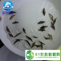 河池雜交鱖魚苗價格 品種齊全