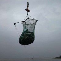 魚(yú)的種類