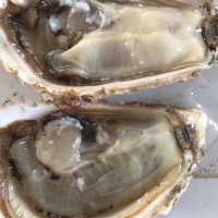 乳山生蠔2-2.5規(guī)格
