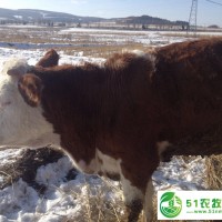 黑龍江大型牛養(yǎng)殖廠*養(yǎng)牛技術(shù) 東北**糧食飼養(yǎng)肉牛