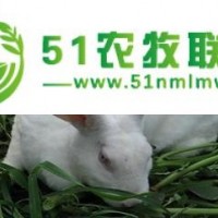 洛陽(yáng)獺兔養(yǎng)殖公司兆辰獺兔養(yǎng)殖公司