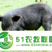 出售純種藏香豬，無飼料散養(yǎng)藏香豬，北京藏香豬養(yǎng)殖廠