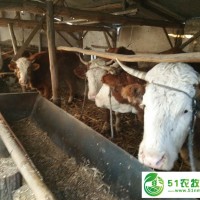 木蘭大型養(yǎng)?；剌^好的肉牛品種 哈爾濱純種綠色健康肉牛貨源 您身邊的肉