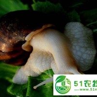蝸牛養(yǎng)殖蝸牛養(yǎng)殖靠譜嗎？