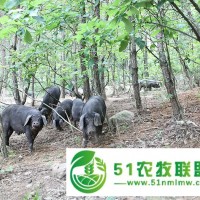 河北黑豬繁育價格