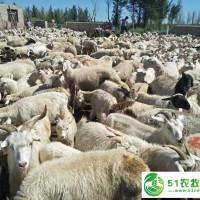通遼市綿羊養(yǎng)殖，通遼市綿羊養(yǎng)殖