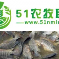 魚類養(yǎng)殖價格